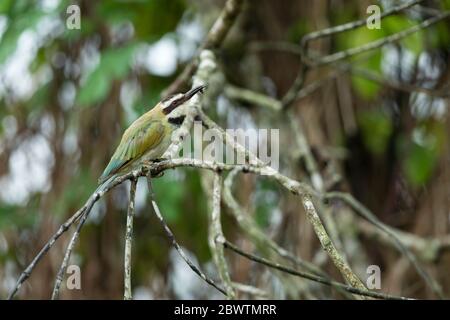 Bienenfresser Merops bullockoides, Erwachsene, auf Ast thront, Odumase Abrafo, Ghana, März Stockfoto