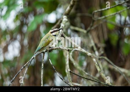 Bienenfresser Merops bullockoides, Erwachsene, auf Ast thront, Odumase Abrafo, Ghana, März Stockfoto