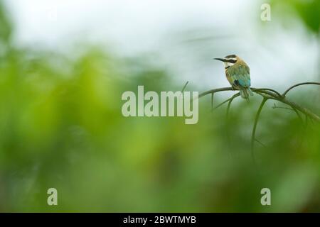 Bienenfresser Merops bullockoides, Erwachsene, auf Ast thront, Odumase Abrafo, Ghana, März Stockfoto