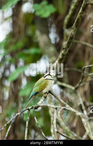 Bienenfresser Merops bullockoides, Erwachsene, auf Ast thront, Odumase Abrafo, Ghana, März Stockfoto