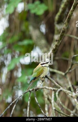 Bienenfresser Merops bullockoides, Erwachsene, auf Ast thront, Odumase Abrafo, Ghana, März Stockfoto