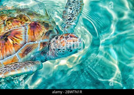 Nahaufnahme der grünen Meeresschildkröte, die im Meer schwimmt Stockfoto