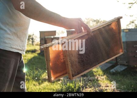 Nahaufnahme eines Imkers, der Wabenschalen hält, während er zu den Bienenstöcken geht Stockfoto