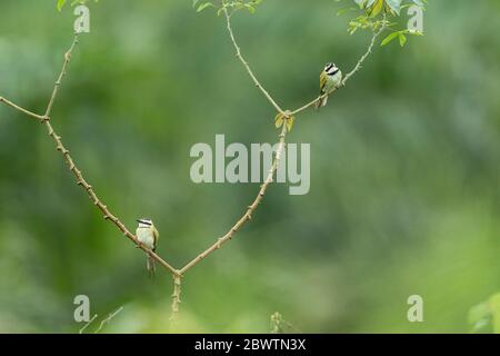 Bienenfresser Merops bullockoides, Erwachsene, auf Ast thront, Odumase Abrafo, Ghana, März Stockfoto