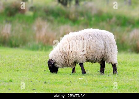 Schwarzgesicht Schafe grasen in einer schottischen Wiese Stockfoto