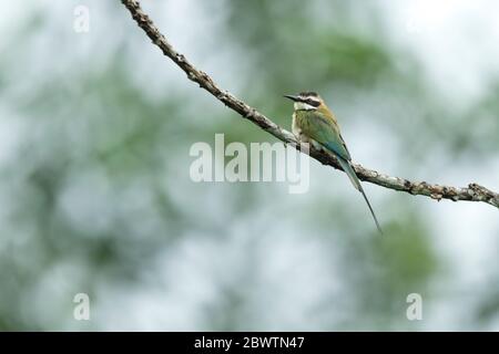 Bienenfresser Merops bullockoides, Erwachsene, auf Ast thront, Odumase Abrafo, Ghana, März Stockfoto