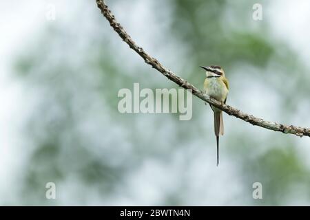 Bienenfresser Merops bullockoides, Erwachsene, auf Ast thront, Odumase Abrafo, Ghana, März Stockfoto