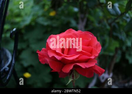 (Rosa Chinensis) Rote Rose mit Tau-Tropfen im Garten Stockfoto