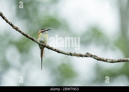 Bienenfresser Merops bullockoides, Erwachsene, auf Ast thront, Odumase Abrafo, Ghana, März Stockfoto
