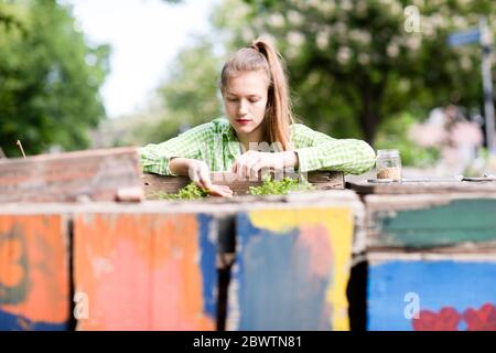 Junge Frau Pflanzen Setzlinge in städtischen Garten Stockfoto