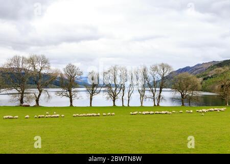 Schottische Schwarzgesicht Schafe grasen von loch Ness Schottland Stockfoto