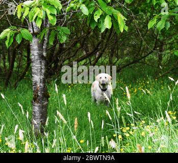 Stehend Golden Labrador mit schwarzem Kragen Blick auf Kamera in Wald mit Bäumen, keine Menschen Stockfoto