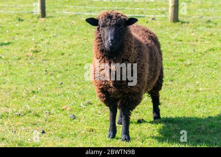 Schwarze Welsh Schafe in einer schottischen Wiese Stockfoto