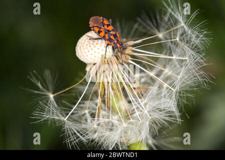 Deutschland, Nahaufnahme von Feuerwanzen (Pyrrhocoris apterus), die auf Löwenzahn-Kopf kriechen Stockfoto