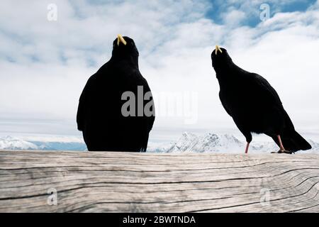 Deutschland, Bayern, Garmisch-Partenkirchen, Alpenköge (Pyrrhocorax Graculus) auf Holzbalken am Zugspitzplatt Stockfoto