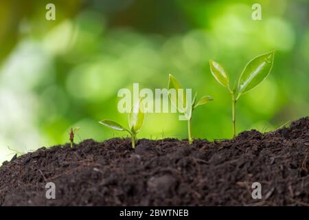 Wachstum Bäume in der Natur Morgen Licht und grün Bokeh Hintergrund. Weltumwelt oder Earth Day Konzept. Stockfoto