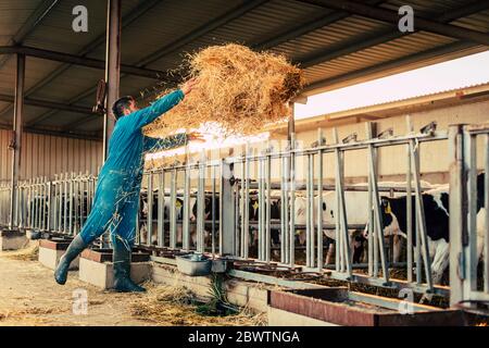 Junger Bauer trägt insgesamt blau, während er auf seinem Bauernhof Stroh an Kälber füttert Stockfoto