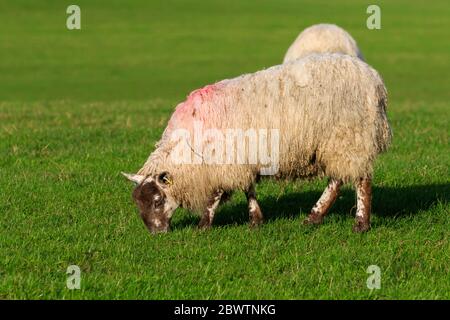 Single Shetland Brown Gesicht Schafe in Sottish Wiese guzing Stockfoto