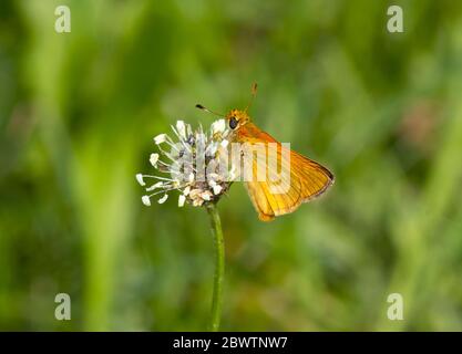 Deutschland, Nahaufnahme des Rotflügelskippers (Spialia sertorius), der auf Wildblumen starrt Stockfoto