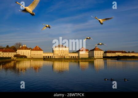 Deutschland, Bayern, München, Mute Swans (Cygnus olor) fliegen über den Schlosspark Nymphenburg Stockfoto