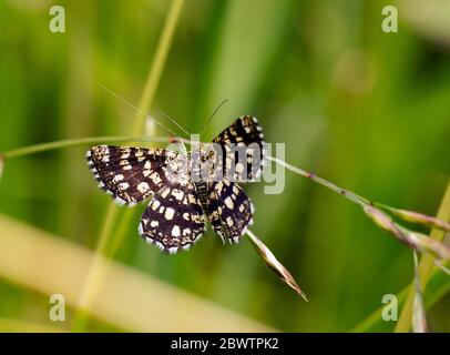 Deutschland, Nahaufnahme der Lattenheide (Chiasmia clathrata), die auf Grashalmen steht Stockfoto