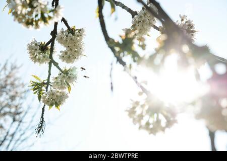 Nahaufnahme von Honigbienen, die an sonnigen Tagen über Apfelblüten gegen den Himmel fliegen Stockfoto