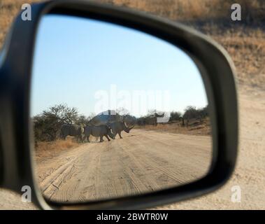 Rhino-Familie überquert eine Straße, Kruger National Park, Südafrika Stockfoto