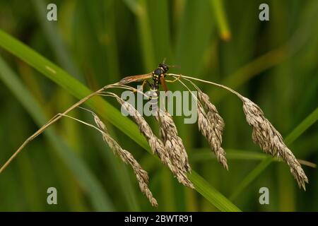 Deutschland, Nahaufnahme der Töpferwespe (Ancistrocerus parietum), die auf Grashalmen steht Stockfoto