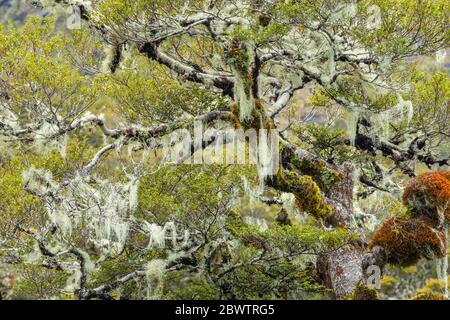 Neuseeland, Southland, Grüne Buche mit Flechten bedeckt Stockfoto