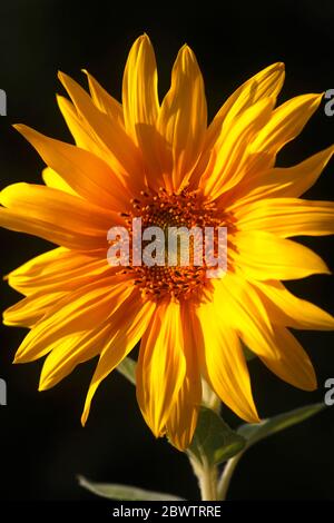 Deutschland, Kopf der blühenden Sonnenblume Stockfoto