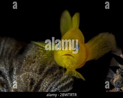 Indonesien, Unterwasser-Porträt von gelbem Clownsdorn (Gobiodon okinawae) Stockfoto