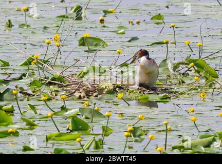 Deutschland, Bayern, Großcrestiger (Podiceps cristatus) im Nest am Chiemsee Stockfoto