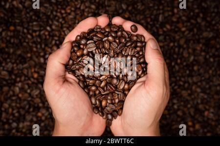 Frisch geröstete Kaffeebohnen in Händen von oben Stockfoto