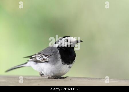 Deutschland, Portrait der weißen Bachstelze (Motacilla alba) im Freien stehend Stockfoto