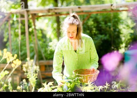 Junge Frau haevesting in städtischen Garten Stockfoto