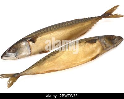 Kalt geräucherter Makrelenfisch isoliert auf weißem Hintergrund Stockfoto