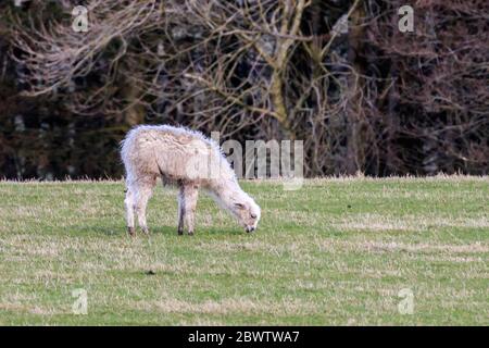 Alleinstehende junge Llama auf einer schottischen Wiese Stockfoto