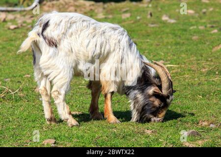 Sonnenbeschienenen braunen und weißen Boer Ziege mit Hörnern grasen Stockfoto