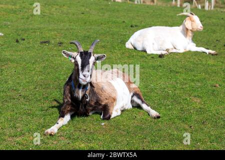 Sonnenbeschienenen braunen und weißen Boer Goat auf einer Wiese liegend Stockfoto