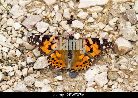 Deutschland, Nahaufnahme der gemalten Dame Schmetterling (Vanessa cardui) auf Felsen sitzend Stockfoto