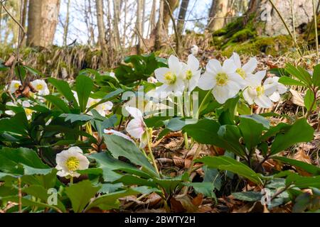 Österreich, Niederösterreichischen, Scheibbs, Schneerosen Stockfoto