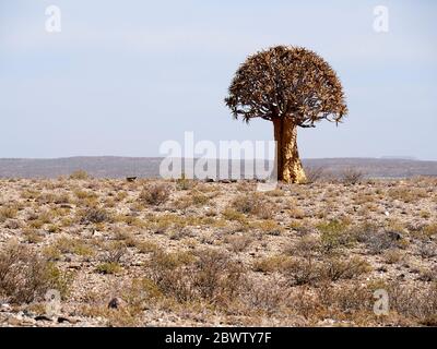 Köcherbaum mitten im Nirgendwo, Namaqualand-Gebiet, Südafrika Stockfoto