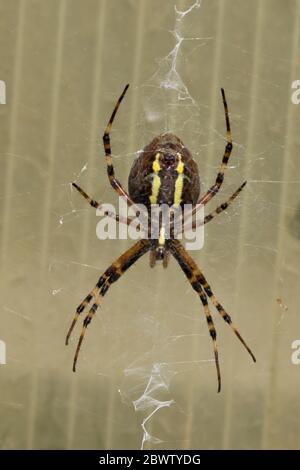 Deutschland, Nahaufnahme der Wespenspinne (Argiope bruennichi), die im Netz hängt Stockfoto