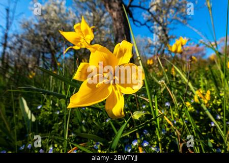 Deutschland, Nahaufnahme der im Frühjahr blühenden wilden Tulpe (Tulipa sylvestris) Stockfoto