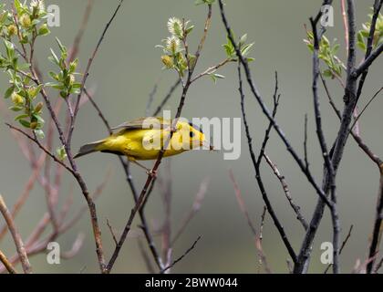 Ein Wilsons-Waldsänger Snacks auf einem Bug in den Wyoming Weiden Stockfoto