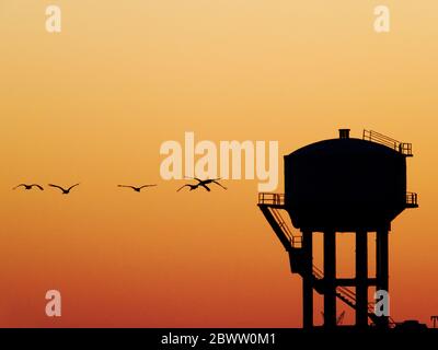 Demoiselle Crane - Morgenröte Flug mit Wasserturm Grus virgo Khichan, Rajasthan, Indien BI032223 Stockfoto