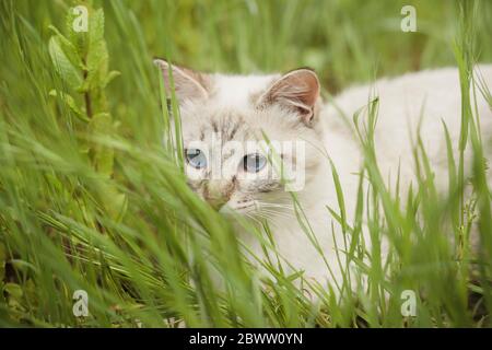 Portrait von weißen Kätzchen im Gras liegend Stockfoto