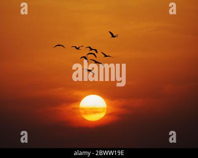 Demoiselle Crane - Morgenröte Flug mit Sun Grus virgo Khichan, Rajasthan, Indien BI03227 Stockfoto