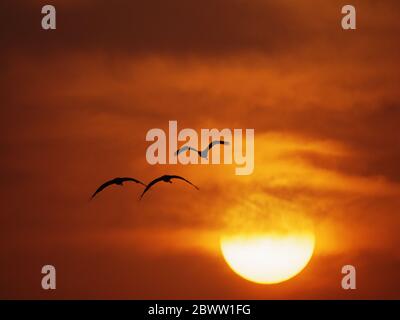 Demoiselle Crane - Morgenröte Flug mit Sun Grus virgo Khichan, Rajasthan, Indien BI03229 Stockfoto