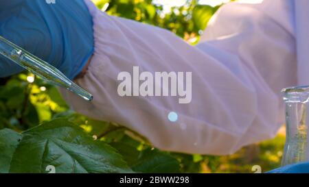 Junge Agronomen oder Biologen, die am Apfelbaum arbeiten, schreiben Tests in einem Notizbuch, in weißen Mänteln, Gummihandschuhen, dna, Schutzbrillen, Blatttests. Stockfoto